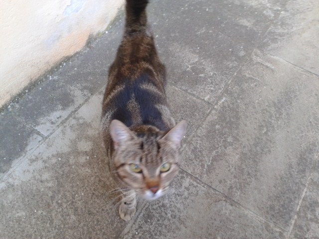 GattinaViaBorromeo1-20131208-132750