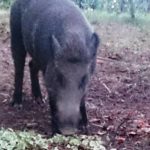 Il cinghiale Luciano che va a cena dalla famiglia Trentanove a Greve in Chianti