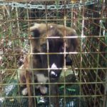 Nella gabbia trappola dove lo hanno trovato sabato 13 agosto