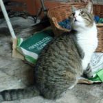 GattaSmarrita-20180509-092617