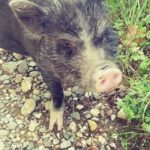 Giudi-20171211-173019