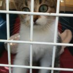 Il gattino