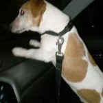 JackSmarrito-20180329-085546