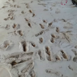 VandaliPallaio-20190406-104337