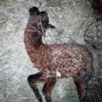 alpacatrovatiuccisiatignano9.3.2017_2-20170315-163806