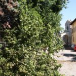 Via degli Olmi