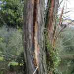 Un fulmine ha colpito una acacia a Casalta