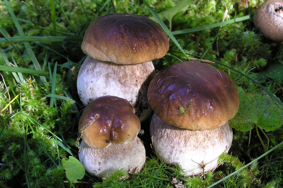 Come si riconoscono i funghi e come sceglierli in ...