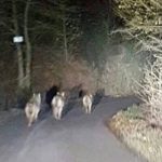 I lupi forografati da Luigi