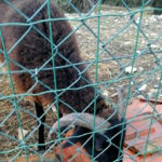 pecora-20170207-152437