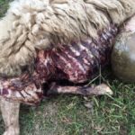 percoretrovatemortefattoriaicollazziimpruneta3.8.2018_3-20180803-182720