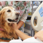 pettherapy-20160719-161152