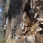 scavi-archeologici-fra-Castellina-in-Chianti-e-Fonterutoli_2-20181120-131936