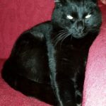 Benito-20150218-000050