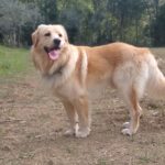 CaniGionni1-20191014-204840