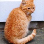 Gattorossogreveadozione-20140131-110014