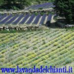 Lavanda e elicriso