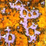 MOstraEnzoGambelli05-20190917-181209