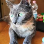 Musa1-20191202-185802