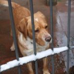 NeveVertine23gennaio2019_30-20190123-141949