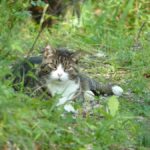 Nondiregattosenoncelhainelloscatto-20130823-110401