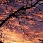 SimonaDelFanteFalciani-20200101-092813