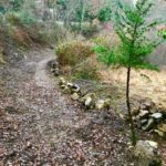 ViaRomeaSanese_4-20200116-100258