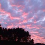 XhoanaMeta1-20200101-200523