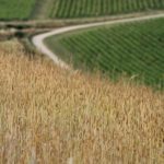 Il grano Verna
