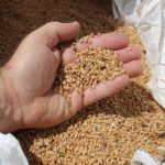 I chicchi di grano Verna