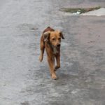 dog-20130829-103333