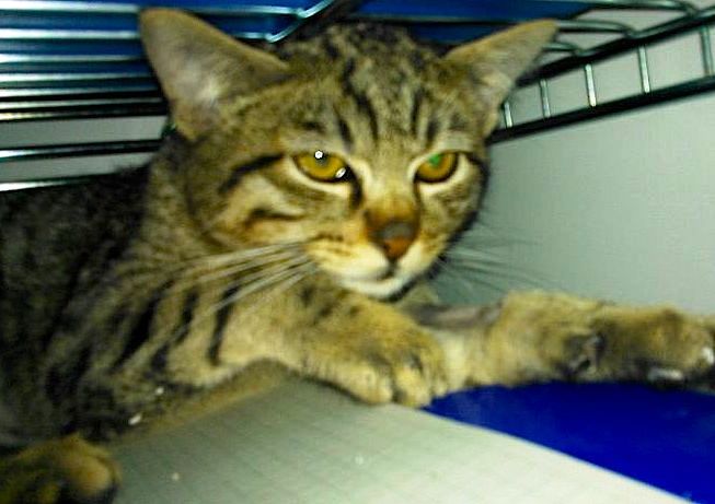pepito-20131103-092238