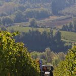 vendemmiameccanizzatasettembre2014_05-20141001-175601