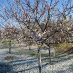 vertineneve12marzo2019_16-20190312-124416