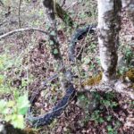 vignaioliraddapuliziastradadairifiuti05-20190419-091149