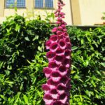 villapoggiotorselli08-20140515-152654