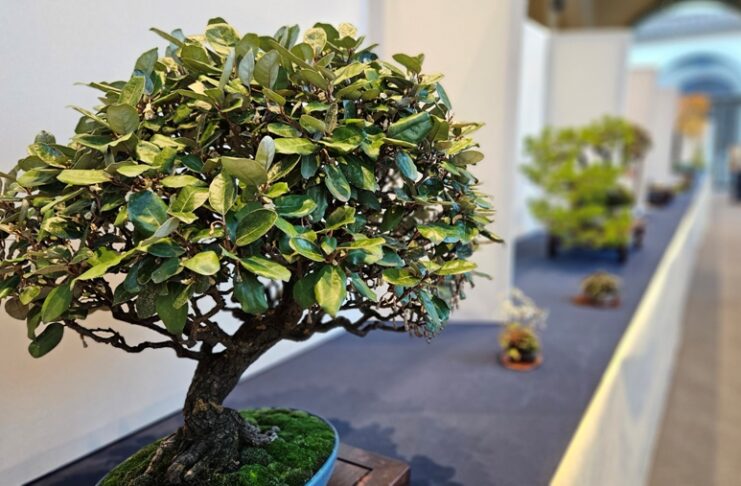 Mostra Congresso Bonsai Impruneta14